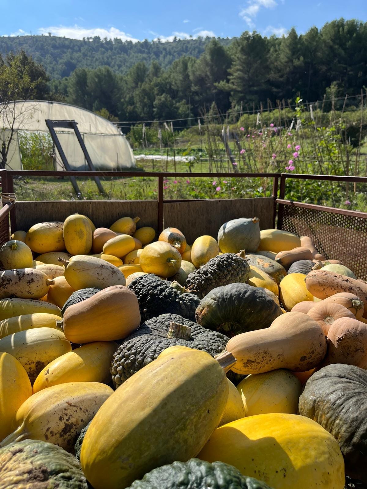 Un panier d’échange à l’AMAP